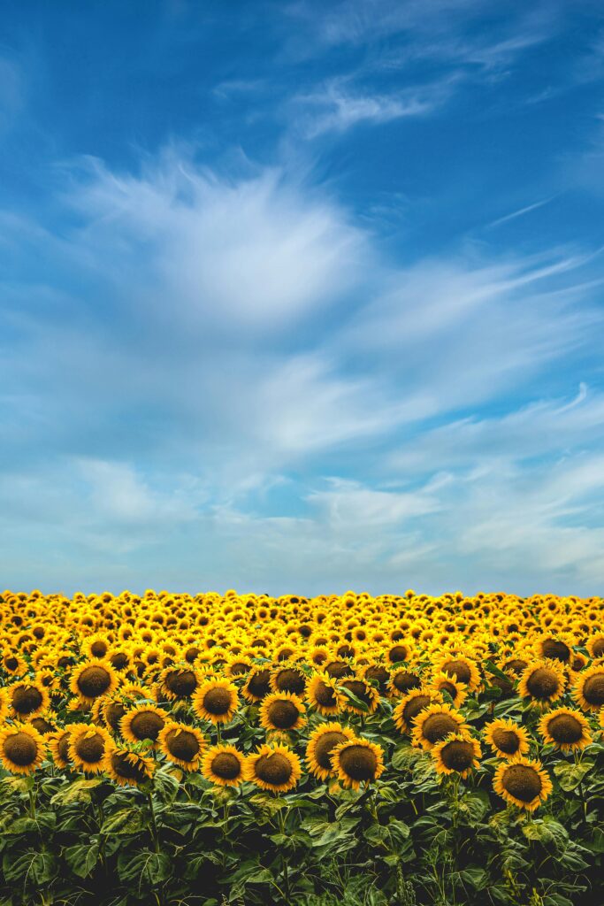 A stunning sunflower field blooms under a bright blue sky on a sunny summer day.